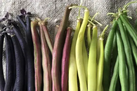 Fagiolini tipi: viola intenso, rosa-violaceo, giallo pallido e verde brillante, disposti in file su una tela grezza.