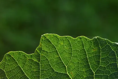Dettaglio di una foglia verde illuminata, mostrando le venature che trasportano la linfa elaborata, essenziale per la vita della pianta.