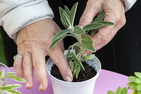 Mani che piantano una salvia in un vaso, un esempio di come si riproducono le piante per talea.