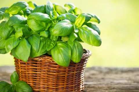 Un rigoglioso cespuglio di basilico in un cesto di vimini, con foglie verdi brillanti che godono di una perfetta esposizione alla luce solare.