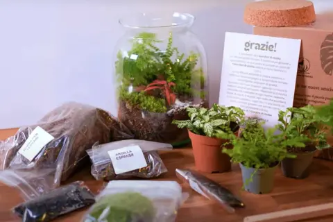 Kit per creare un terrario, un vero grow box fai da te. Include terriccio, argilla espansa e piante.