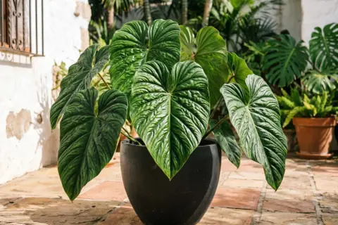 Un rigoglioso philodendron tortum con foglie verdi profonde e venature evidenti, in un vaso nero su un patio di terracotta.
