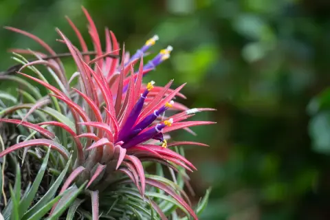 Tillandsia, la pianta dell'aria, mostra foglie rosse vibranti e fiori viola con stami gialli, un'esplosione di colore nella natura.