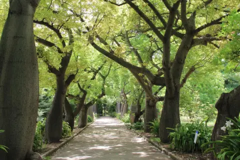 Viale alberato con imponenti tronchi di ceiba speciosa, chioma verdeggiante e un sentiero che si perde all'orizzonte.
