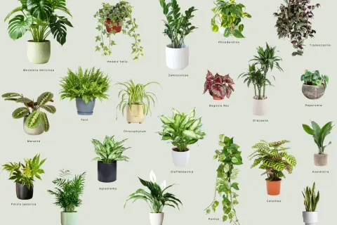 Collezione di piante da interno perfette per chi cerca piante da interno poca luce poca acqua, come Zamioculcas, Sansevieria e Pothos.