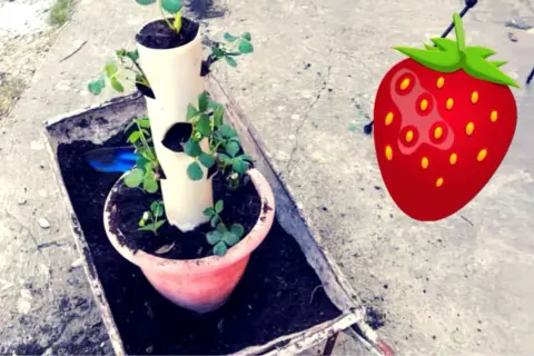 Coltivazione fragole in tubo verticale, un modo ingegnoso per avere fragole fresche in poco spazio.