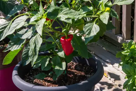 Pianta di peperone in vaso, con un peperone rosso maturo. L'altezza della pianta è ideale per la coltivazione in balcone.