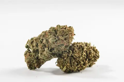 Due cime di cannabis, con sfumature verdi e arancioni, pronte per un bioboost naturale.
