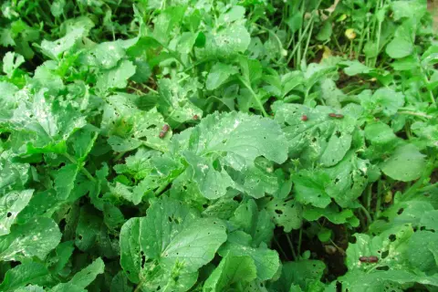 Insetti rossi e neri si nutrono delle foglie verdi, lasciando buchi e segni del loro passaggio.