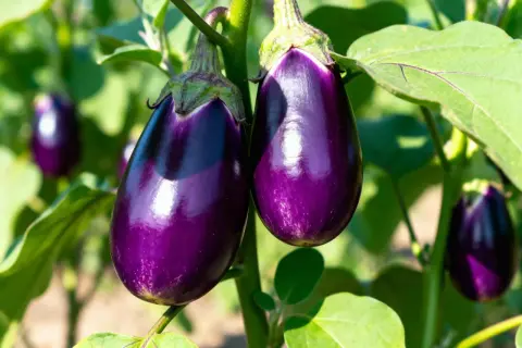 Due melanzane viola lucide pendono da un ramo, circondate da foglie verdi. La pianta melanzana è rigogliosa.
