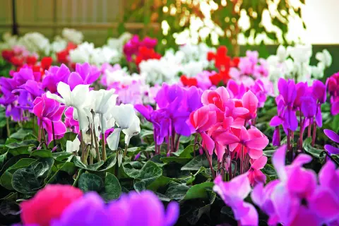 Un tripudio di ciclamini in casa o fuori, con petali rosa, fucsia, viola e bianchi che creano un arcobaleno fiorito.