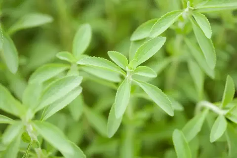Primo piano di foglie verdi di stevia, un dolce naturale per la **stevia coltivazione** biologica.