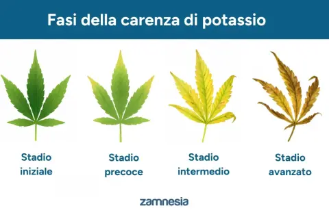 Fasi della carenza di potassio nelle piante: da foglia verde a secca. Il potassio è vitale per la salute delle piante.