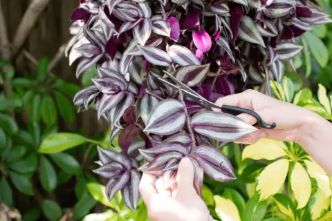 Mani che potano una tradescantia per la sua cura, tra foglie verdi e viola.