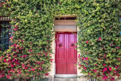 Un ingresso incantevole con una porta rossa vivace, incorniciata da rigogliose piante rampicanti da interno cariche di fiori fucsia.