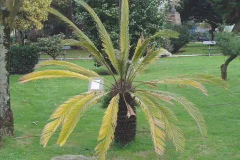 Cycas con foglie ingiallite, possibili **cycas malattie foglie**. Il tronco è scuro e rugoso, le fronde pendono sul prato verde.