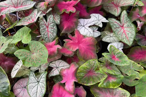 Un tripudio di foglie di caladium pianta: verdi, rosa acceso e bianche con venature rosse, creano un mosaico vibrante.