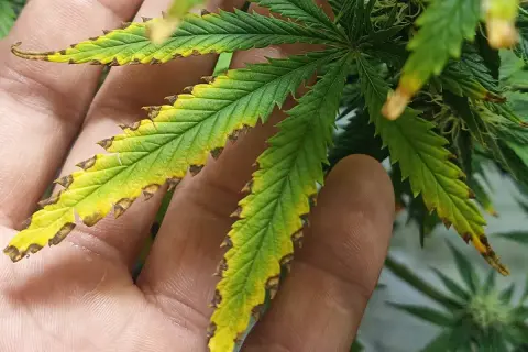 Foglie di cannabis con punte bruciate e ingiallite, segno di stress. La mano che le tiene mostra la gravità del problema, forse un eccesso di nutrienti al top max.