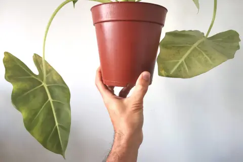 Mano che tiene un vaso di Alocasia con foglie ingiallite, possibili segni di alocasia malattie.