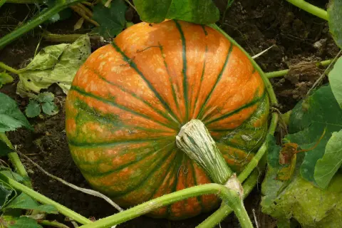 Una giovane pianta di zucca con una zucca arancione e verde striata, ancora attaccata al suo fusto, cresce tra le foglie.