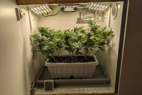 Small cannabis plants growing in a white planter inside a grow box with LED lights and a thermometer.