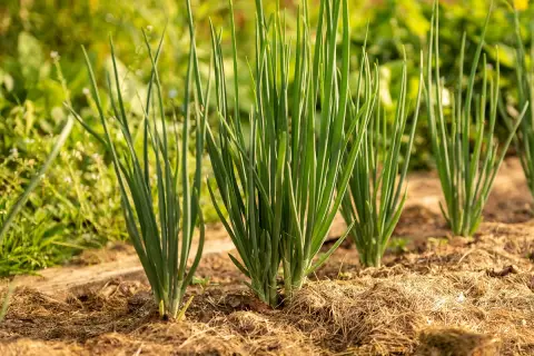 Filari di cipolle verdi appena piantate in un orto, con fusti sottili e verdi che spuntano dal terreno coperto di paglia.