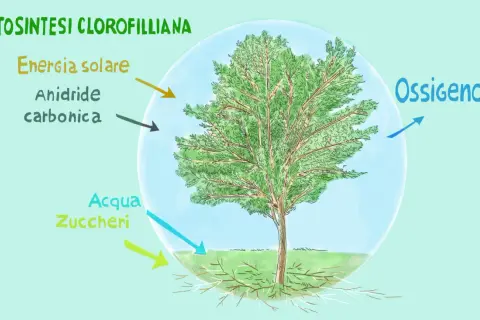 La fotosintesi clorofilliana produce ossigeno, energia solare, anidride carbonica, acqua e zuccheri.