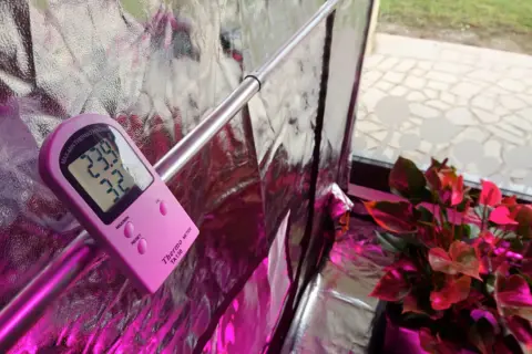 Termoigrometro con sonda rosa misura 23.9°C e 32% umidità, vicino a una pianta di anthurium sotto luce viola.