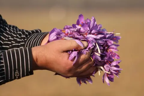 Mani raccolgono fiori viola, segno della preziosa coltivazione zafferano.
