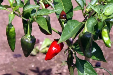 Peperoncini verdi e rossi su un ramo. Alcuni sono ancora acerbi, altri maturi, pronti per misurare il loro piccantezza Scoville.