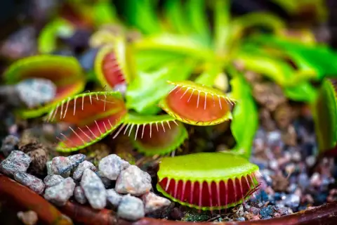 Pianta carnivora Dionea, con trappole aperte e rosse, pronta a catturare insetti. La sua cura richiede attenzione.