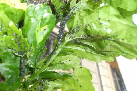Un'infestazione di cocciniglie nere ricopre i fusti e le foglie di una pianta di basilico, compromettendone la salute.