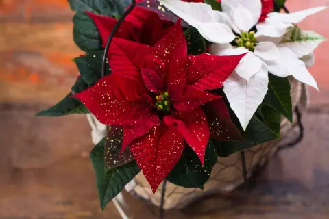 Un cesto con piante natalizie da interno: stelle di Natale rosse scintillanti e bianche, perfette per decorare la casa.