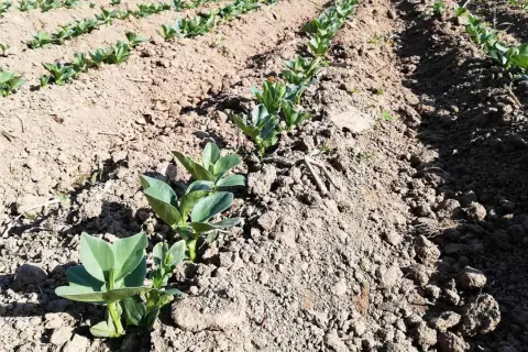 Giovani piantine di fave in un campo arato. È il loro fave periodo, promettono un raccolto abbondante.