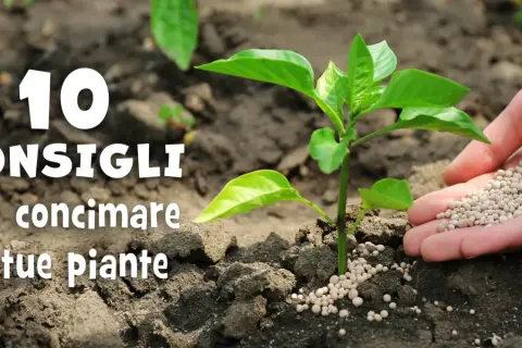 Mano che sparge fertilizzante granulare, ricco di azoto per piante, vicino a una giovane piantina. 10 consigli per concimare.