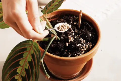 Mano aggiunge perlite, piccoli insetti nella terra dei vasi, per migliorare il drenaggio e la salute della pianta.