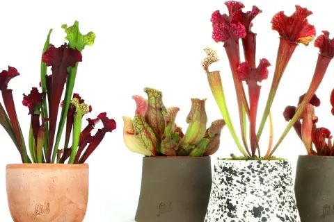 Quattro vasi con piante carnivore, alcune con forme a trombetta rosse e verdi, altre più tondeggianti, che sembrano la più pericolosa pianta carnivora.