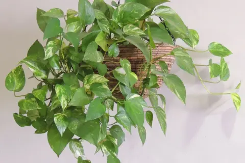 Una rigogliosa pothos pianta ricade da un cesto appeso, le sue foglie verdi e variegate creano un effetto cascata.