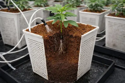 Piantina in vaso con sistema di irrigazione a goccia. Il substrato è composto da fibra di cocco, ideale per la crescita sana delle radici.