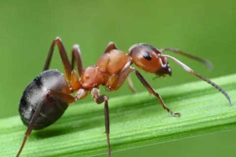 Formica rossa su filo d'erba. Se ti ritrovi con queste, ecco come eliminare le formiche.