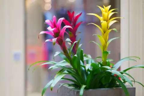 Guzmania in vaso, con fiori rosa, rossi e gialli. La cura di queste piante è semplice, amano luce indiretta e annaffiature moderate.