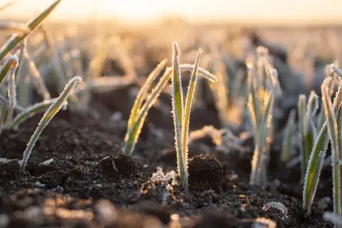 Giovani piantine con brina, illuminate dal sole del mattino. Il calore delle piante resiste al freddo, promettendo crescita.