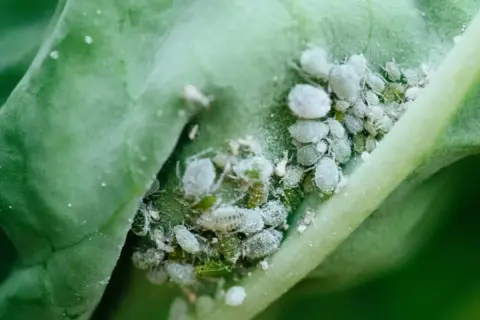 Un gruppo di afidi bianchi e verdi su una foglia verde. Un problema comune per chi vuole eliminare afidi bianchi dalle proprie piante.