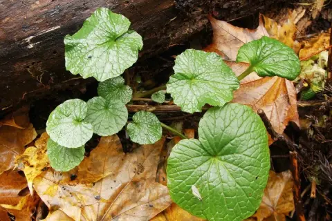 Foglie verdi e lucide di wasabi pianta crescono tra le foglie autunnali cadute su un tronco.