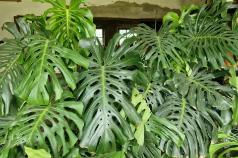 Un folto gruppo di foglie di monstera, alcune con le tipiche fenestrature, si staglia su uno sfondo neutro. La monstera in acqua prospera.