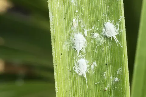 Insetti minuscoli bianchi, simili a batuffoli di cotone, si muovono su una foglia verde.