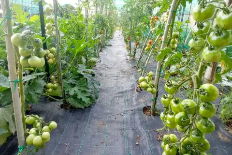 Filari di pomodori verdi, un esempio di come coltivare i pomodori in serra, con piante sostenute da pali e pacciamatura nera.