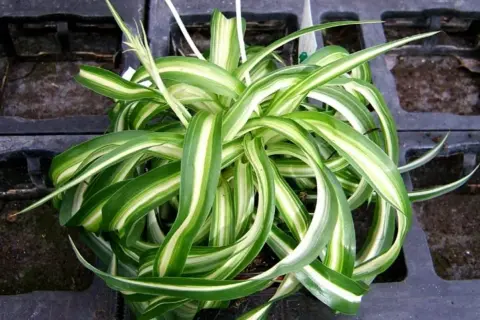 Un rigoglioso spiderplant con foglie verdi e bianche striate, in un vaso nero.