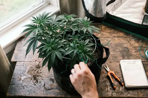 Pianta di cannabis in vaso, con forbici, filo verde e un quaderno per il "bud ignitor" e la crescita.