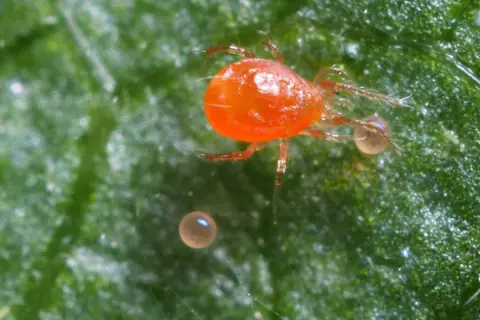Un ragno rosso grande, con le sue uova, riposa su una foglia verde.